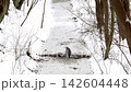 Grey heron walking across frozen stream in winter 142604448