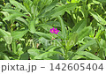 Fame Flower, Ceylon Spinach, Sweetheart, Surinam Purslane, Java ginseng, Talinum paniculatum (Jacq.) Gaertn, herb blooming in garden. 142605404