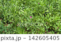 Fame Flower, Ceylon Spinach, Sweetheart, Surinam Purslane, Java ginseng, Talinum paniculatum (Jacq.) Gaertn, herb blooming in garden. 142605405