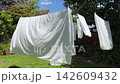 White bed sheets drying on a rotary clothesline 142609432