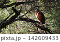 Rufous night heron resting on a branch 142609433
