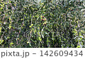 Ripe and unripe green olives growing on branches 142609434