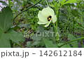 秋葵水果和鮮花 142612184