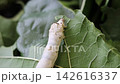 Silkworm 142616337