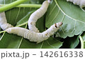 Silkworm 142616338