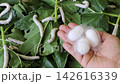 Silkworm cocoon Silkworm 142616339