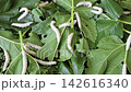 Silkworm 142616340