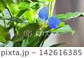 bright blue dayflower 142616385