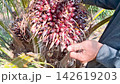 Farmer Preparing to Harvest Oil Palm Fruit Bunch 142619203