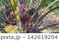 Harvesting Palm Oil Bunch Using Traditional Chisel Tool 142619204
