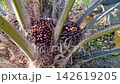 Ripe Oil Palm Fruit Bunch Exposed on Palm Tree 142619205