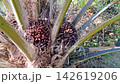 Worker Positioning Chisel to Harvest Palm Oil Fruit 142619206