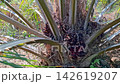 Prying Off Ripe Oil Palm Bunch From Low Tree 142619207