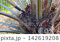 Worker Positioning Chisel to Harvest Palm Oil Fruit 142619208