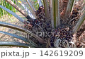 Ripe Oil Palm Bunches Ready for Harvest in Tree Crown 142619209