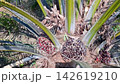 Steel Harvesting Tool Placed in Palm Tree Crown 142619210