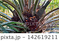 Cutting Palm Stalk With Chisel During Harvest 142619211