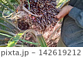 Farmer Holding Freshly Harvested Oil Palm Bunch 142619212
