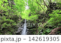 Hinohara Village: A long, narrow waterfall cascading through the green trees on a summer morning, low angle. 142619305