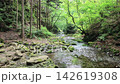 Hinohara Village: A stream flowing through a moss-covered forest valley, summer morning, fixed-point wide shot. 142619308