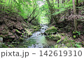 Hinohara Village: A winding stream through moss-covered rocks, summer morning, fixed location. 142619310