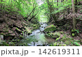 Hinohara Village, amidst a cedar forest, moss-covered rocks and a stream, summer morning, fixed location. 142619311