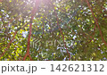 Sunlight Filtering Through Lush Green Tree Canopy Swaying in Wind 142621312