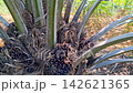 Oil Palm Fruit Bunches Nestled in Palm Tree Crown 142621365