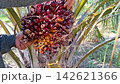 Farmer Inspecting Ripe Red Oil Palm Bunch on Tree 142621366