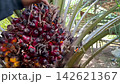 Ripe Oil Palm Fruit Bunch Detail on Palm Frond 142621367