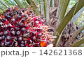Hand Touching Fresh Ripe Oil Palm Bunch Macro 142621368