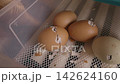 Newborn chick slowly breaking and pecking its way out of a brown eggshell inside a farm incubator, showing the beginning of life and the hatching process from a fragile egg 142624160