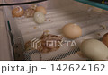 Exhausted newborn chick with wet down resting on the incubator floor after hatching from its shell. Poultry farming and the intricate process of incubation showing the beginning of a new life 142624162
