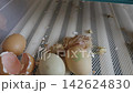 Small, wet, newborn chick breaking out of its shell and hatching from an egg inside a modern incubator, symbolizing the miracle of new life, birth, and the beginning of a new cycle 142624830