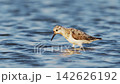 Sanderling foraging (slow motion) 142626192