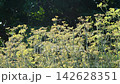 Dill flower and seeds Blooming Fennel Plants Growing in Garden 142628351