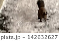 一隻北海道松鼠朝我衝過來。 142632627