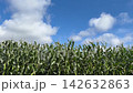 藍天白雲下，玉米地等待收割。 142632863