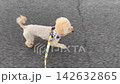 一隻玩具貴賓犬一邊散步一邊留意著它的主人。 142632865