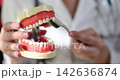 Learning proper dental care with a model demonstrating effective brushing techniques 142636874