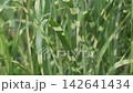 斑馬草，日本草 142641434