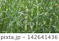 斑馬草，日本草 142641436