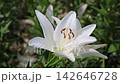 White lilies swaying in the wind 142646728