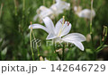 White lilies swaying in the wind 142646729