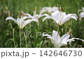 White lilies swaying in the wind 142646730