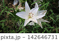 White lilies swaying in the wind 142646731