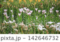 White lilies swaying in the wind 142646732