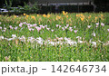 White lilies swaying in the wind 142646734