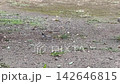Wild birds strolling in the park 142646815