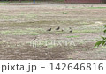 Wild birds strolling in the park 142646816